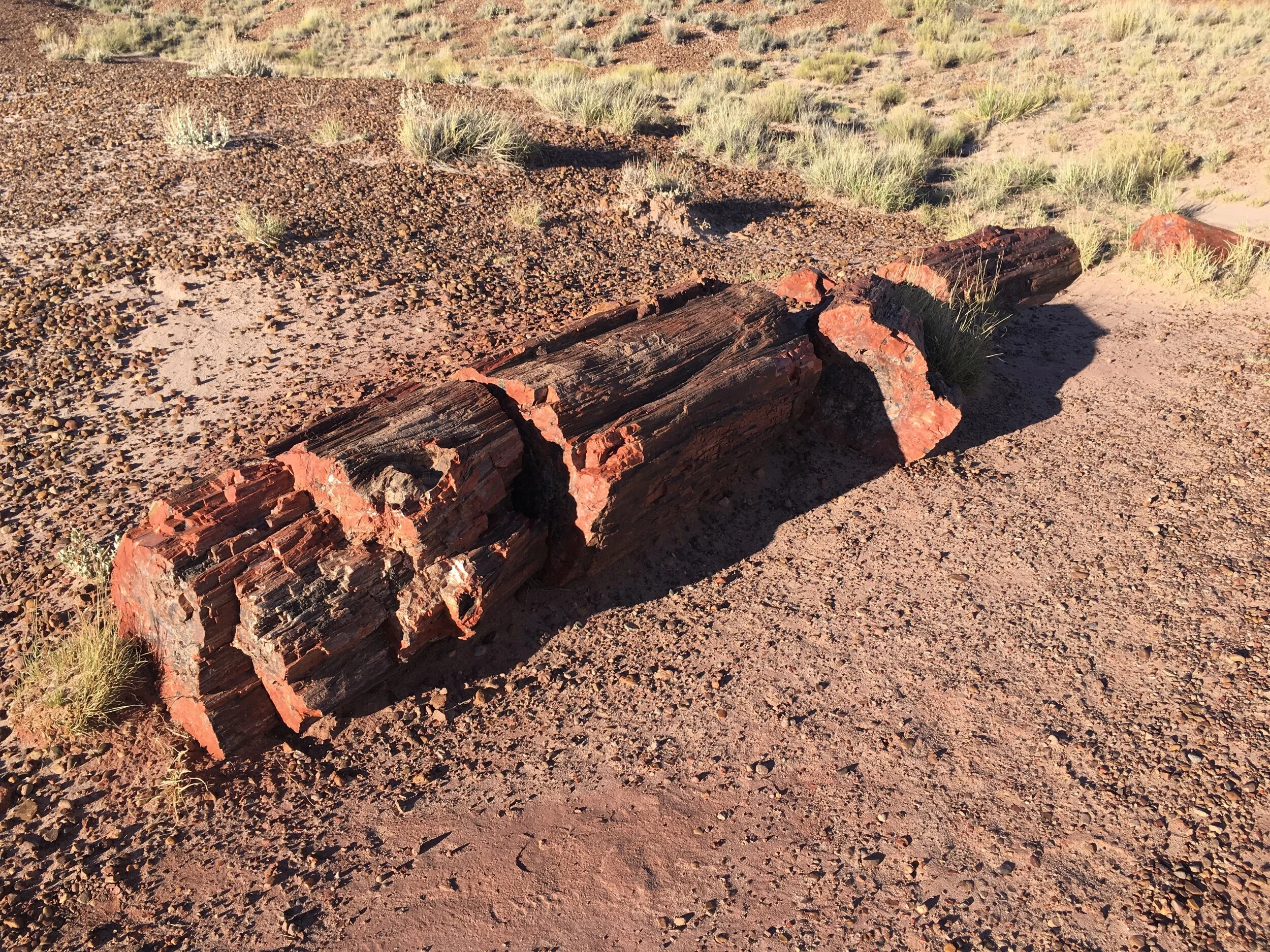 Petrified Forest National Park — The Traveling Beard